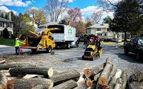 Why Choose Our Tree Removal Services in Lennox, CA?