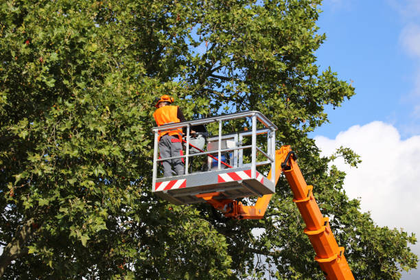 Best Utility Line Clearance  in Lennox, CA