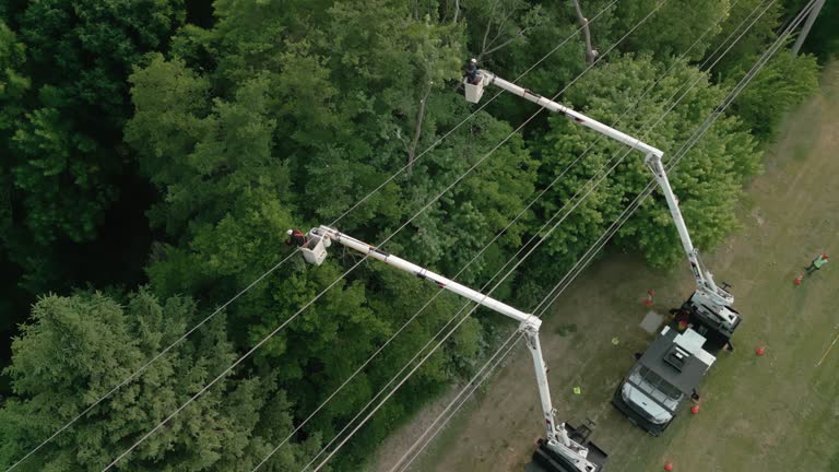 Best Tree Removal Service  in Lennox, CA