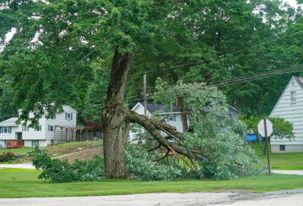 Trusted Lennox, CA  Tree Services Experts