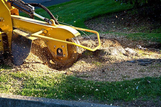 Best Tree and Shrub Care  in Lennox, CA