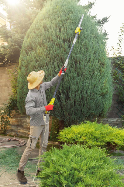 Best Lawn Renovation and Restoration  in Lennox, CA